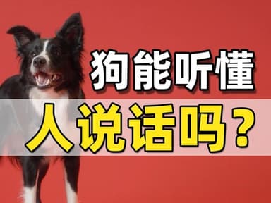 狗能听懂人说话吗？
